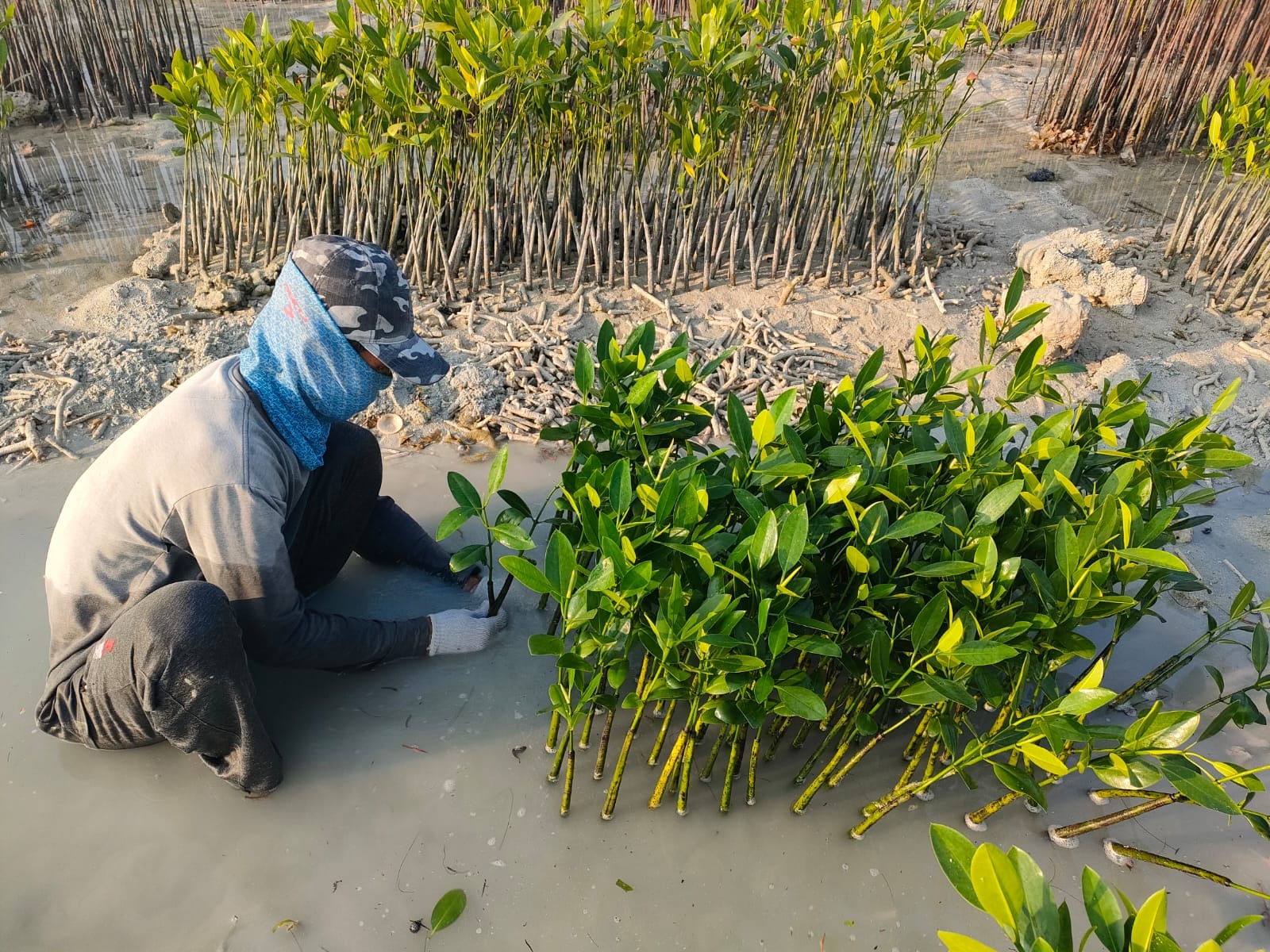 World’s Mangrove Day: Nasabah J Trust Bank Tanam 2.000 Mangrove melalui Program Simpanan TORA Green Savings di Kepuluan Seribu